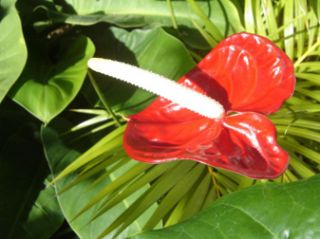 Flowering Red Anthurium In Hawaiian Lava Rock Bonsai Tree On Sale