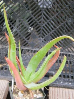 Aloe Prinslooi Single Large Rosette Deltoid Leaves Succulent Plant 
