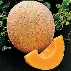 Cantaloupe Hales Best Jumbo 30 Vegetable Fruit Seeds
