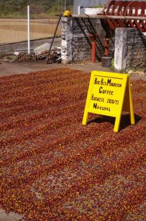 Blue Bell Mountain Green Coffee Beans 20 Pound New 2012 Harvest Now 