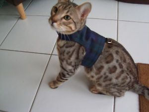 Personalised Kitten Cat Walking Jacket Harness Land O Burns Bengals 