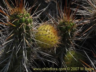 image of eulychnia castanea altitude 0 25 m 2 8