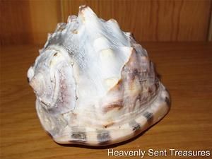 Cassis Tuberosa King Horned Helmet Conch Sea Shell Cameo Estate Beach 
