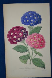 Verbenas  hand Colored Botanical James Andrews Floral Magazine 1860 