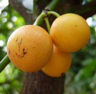 Live Fruit Tree Seedling Lemon Drop Mangosteen Garcinia Intermedia 