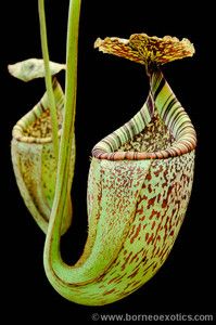 Carnivorous Nepenthes Hybrid Burbidgeae x Platychila Plant New 