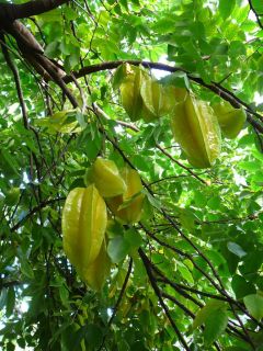 Starfruit RARE Tropical Fruit Tree Averrhoa Carambola Live Plant 