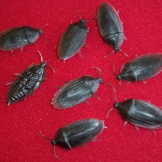 12 Fake Rubber Cockroach Cock Roach Bug Roaches Joke