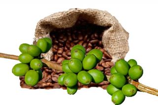 Green Coffee Bean Extract with Svetol® Like Gca® Weight Loss Diet