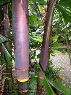 Purple Pinanga Live Colorful Palm Tree Indoor Plant