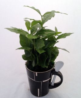  Coffee.Coffee Plant   Ceramic Coffee Mug & Spoon/Live Coffee Tree