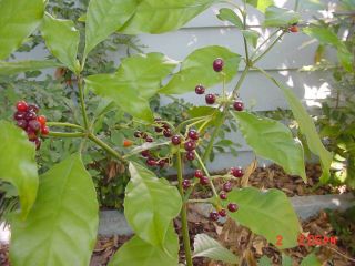 chacruna seeds wild coffee psychotria carthagenensis fresh dried