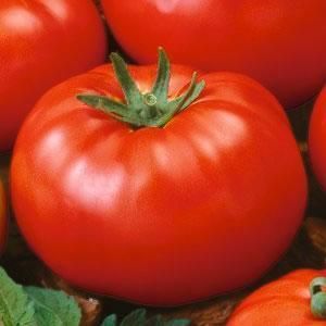 Manalucie OP Heirloom Tomato 50 Seeds drought & heat tolerant Southern
