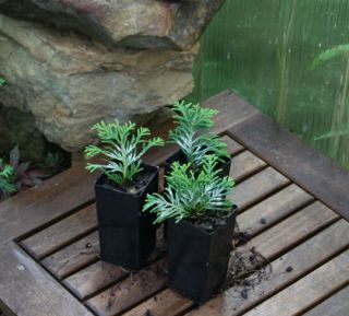 Three Grune Kugel Thuja Conifer Bonsai Starter