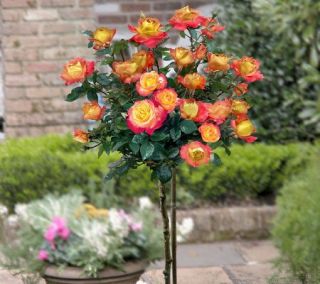 Cottage Farms 36 Chihuly Patio Tree Rose —