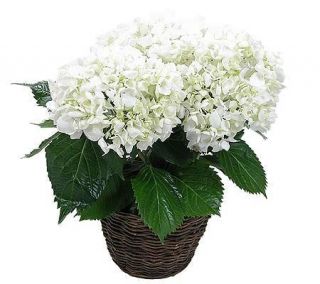 Potted Hydrangea Plant by ProFlowers —