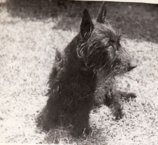 OLD real photo with a cute Alberdeen Scotty dog in the grass. wiry