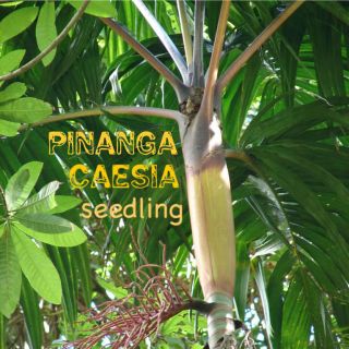 Pinanga CAESIA Palm Tree ~Worlds Most Colorful Palm~ New Guinea LIVE