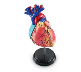 Heart Anatomy Model by Learning Resources —