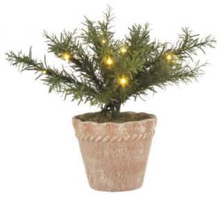 BethlehemLights BatteryOperated 12 Potted Rosemary Plant with Timer 