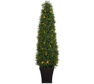 BethlehemLights BatteryOperated 5 Boxwood Topiary with Timer