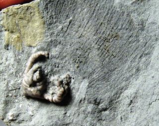 Crawfordsville crinoid and sponge impression   Indiana fossil