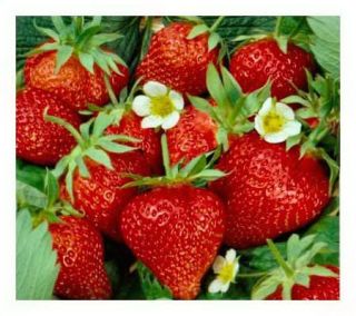 Cottage Farms 50 pc Cream of the Crop Strawberry Collection — 