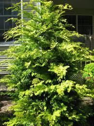 Crippsii Hinoke Cypress Tree 1 to 2 year plants Well branched Great