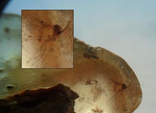  Detailed Large Fossil Biting Midges More Bugs in Copal Amber