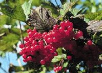  Cranberry Shrub Set of 5 Home Garden Landscape Flower Berry Plants