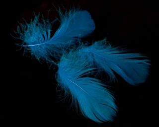  50 Turquoise GOOSE Coquille Feathers Millinery