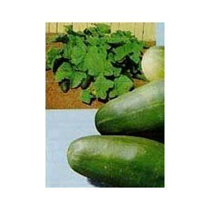 Cucumber Spacemaster Non GMO Heirloom 25 Vegetable Seeds