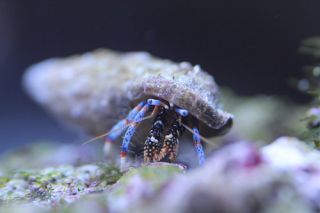 100 Blue Leg Hermit Crabs Algae Eating Saltwater Crabs