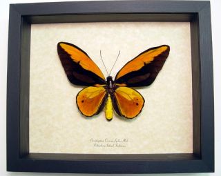Golden Birdwing Butterfly Ornithoptera Croesus Butterfly 833c