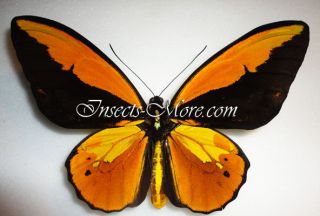 Ornithoptera Croesus Lydius Male F Butoni Berchmansi