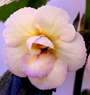 COTE DIVOIRE (S. Saliba)   Attractive ivory yellow, fringed blooms