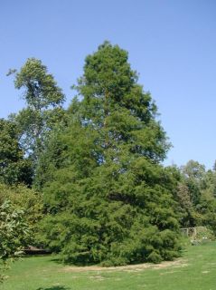 Heat Tolerant Bald Cypress Tree for Landscape or Bonsai