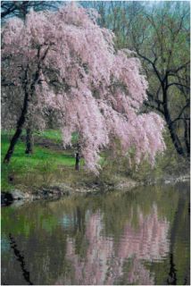 Cherry Blossom Lake Spring Counted Cross Stitch Pattern