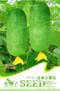 Cucumber Seed ★ 20 Hot Vegetables Lovely Fresh Exquisite Organic