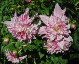 Dahlia_imperialis_Tree_Dahlia_0019