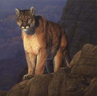 Daniel Smith INTO THE SUN giclee canvas Cougar