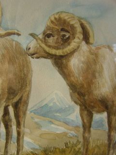  dall sheep very well done watercolor painting featuring two dall