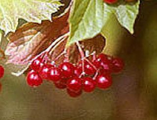American Highbush cranberry fruit tree seedling fruiting shrub edible