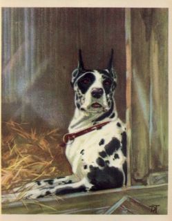 Great Dane 1932 Vintage Dog Print Diana Thorne