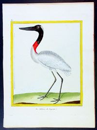1765 Buffon Antique Bird Print The Jabiru Stork America