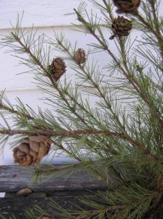 Primitive Cypress Pine Christmas Tree in Vintage Felmings Coffee Tin