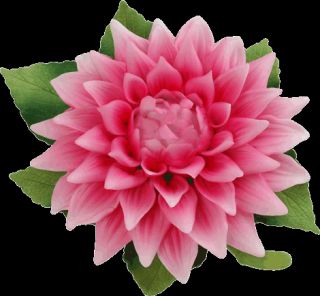 Garden Glories   Pink Dahlia Porcelain Flower NIB
