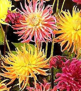Excellent Cut Flowers Dahlia Cactus MixSeed