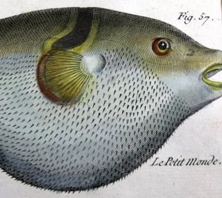 1770 c FOLIO Bonnaterre Bernard BALLOON PORCUPINE FISH hcol engraving