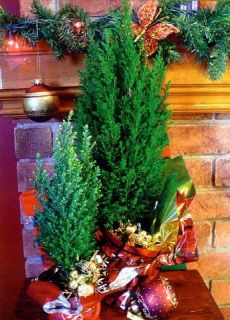 Blue European Cypress Christmas Tree Chamaecyparis Indoors Out 4 Pot